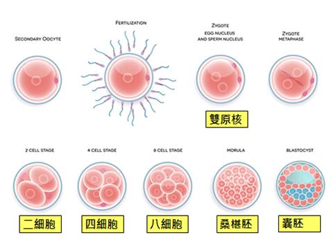 受孕圖|受精過程與早期胚胎發育 – 謝宜庭中醫師｜暖心中醫診